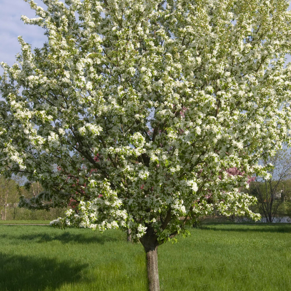 049g130 malus spring snow 01.png