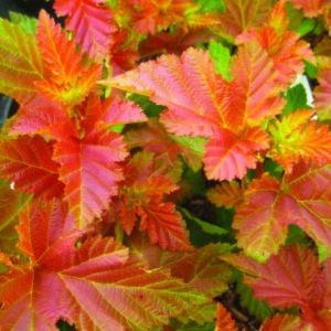 049g138 physocarpus opulifolius amber jubilee 01.png