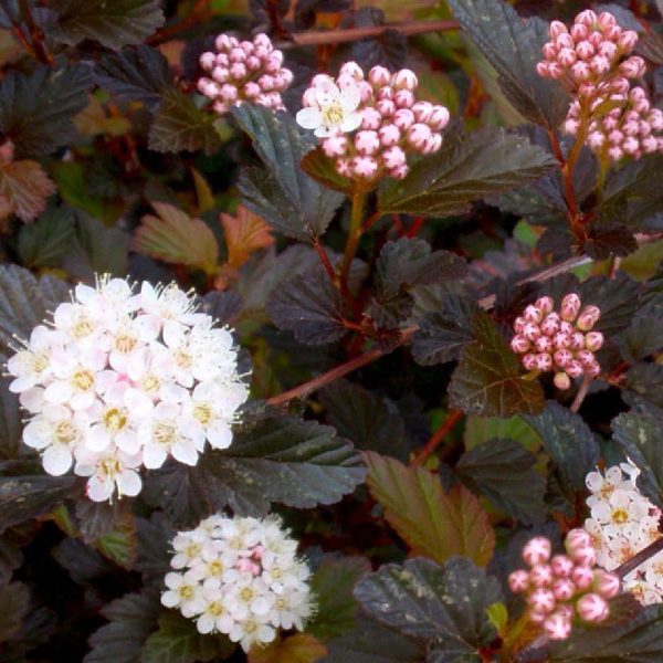 049g140 physocarpus opulifolius 01.jpg