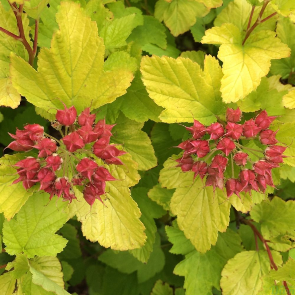 049g141 physocarpus darts gold sur tige 01.png