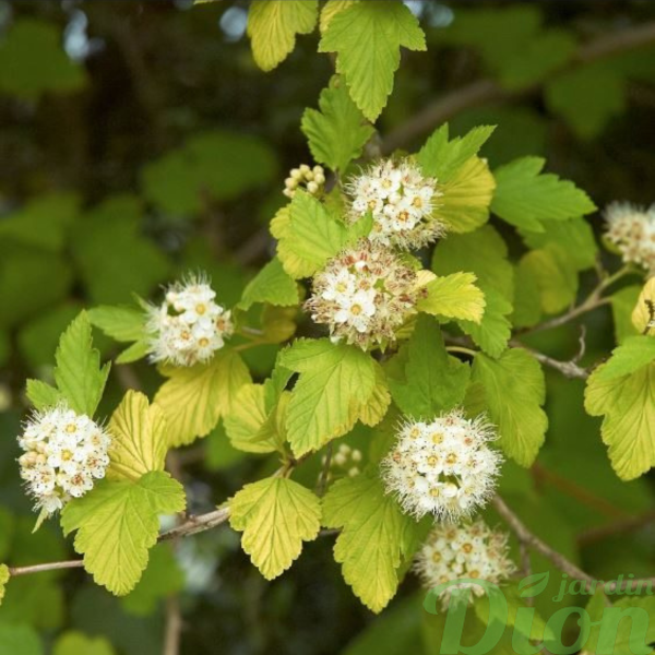 049g141 physocarpus darts gold sur tige 02.png