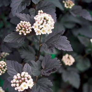 049g142 physocarpus diablo sur tige 01.png