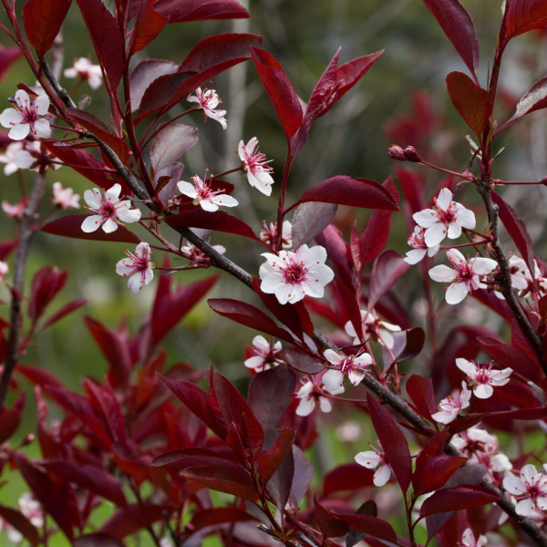 049g144 prunus x cistena sur tige 01.png