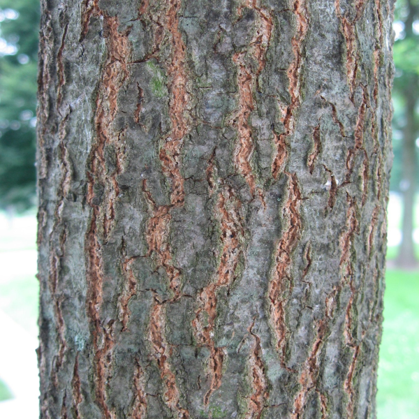 049g146 quercus coccinea 03.png