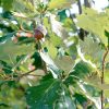 049g148 quercus x heritage 01.jpg