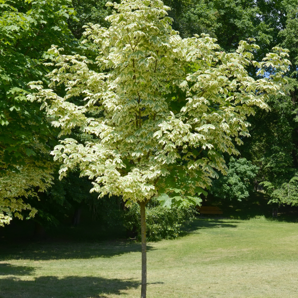 049g15 acer platanoides drummondii 01.png