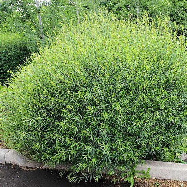 049g158 salix purpurea 01.jpg