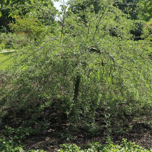 049g159 salix purpurea 01.jpg