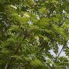 049g161 sorbus aucuparia 01.jpg