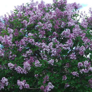 049g168 syringa meyeri palibin sur tige 01.png