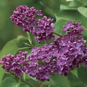 049g175 syringa vulgaris 01.jpg