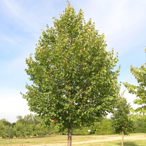 049g180 tilia cordata grenleven 01.png