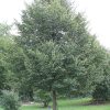 049g183 tilia cordata 01.jpg