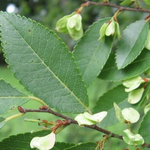 049g186 ulmus japonica accolade 01.png