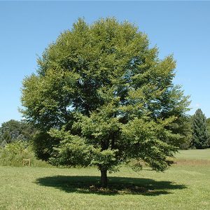 049g187 ulmus japonica 01.jpg