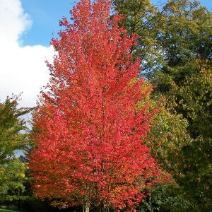 049g19 acer rubrum bowhall 01.jpg