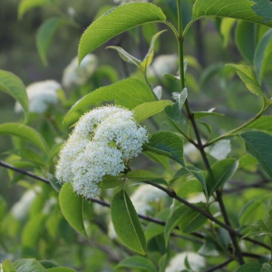 049g191 viburnum lentago sur tige 01.png