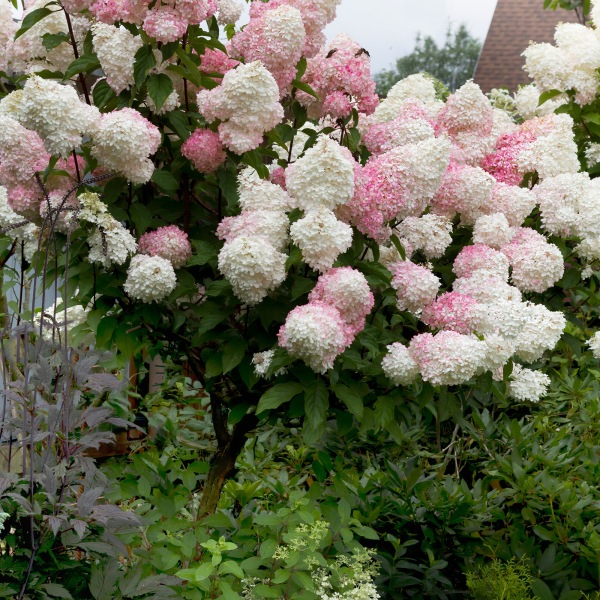 049g192 hydrangea paniculata vanille fraise sur tige 01.png