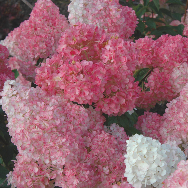 049g192 hydrangea paniculata vanille fraise sur tige 02.png