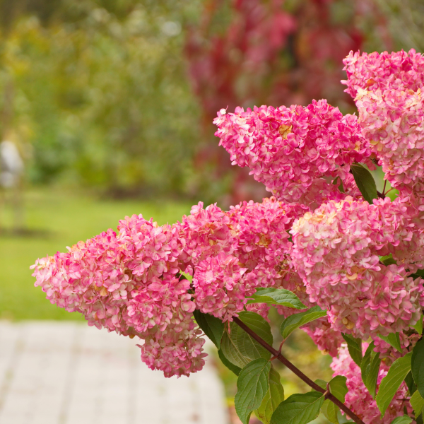 049g192 hydrangea paniculata vanille fraise sur tige 03.png