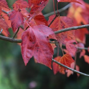 049g41 acer rubrum red sunset 01.jpg