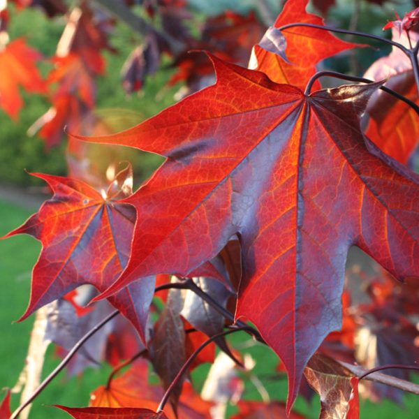 049g47 acer truncatum crimson 02.jpg