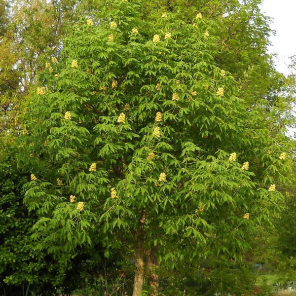 049g48 aesculus autumn splendor 01.png