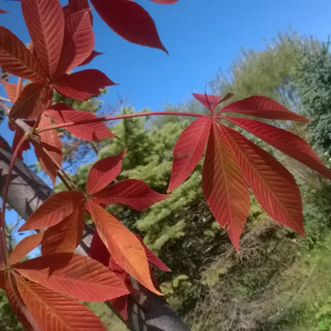 049g49 aesculus x carnea fort mcnair 01.png