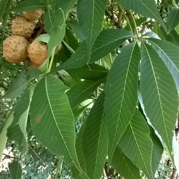 049g50 aesculus glabra 01.png