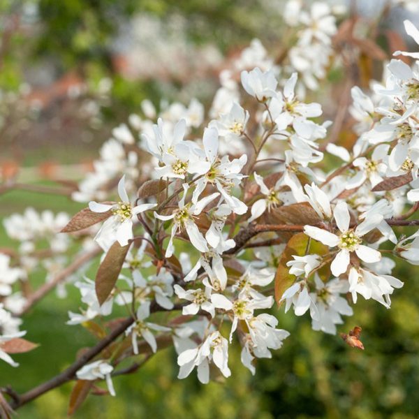 049g52 amelanchier canadensis 02.jpg