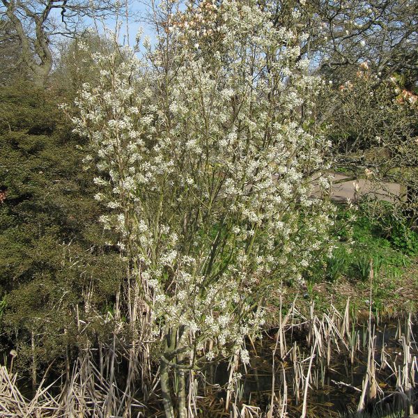 049g55 amelanchier x grandiflora 01.jpg