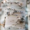 049g63 betula papyrifera 02.jpg