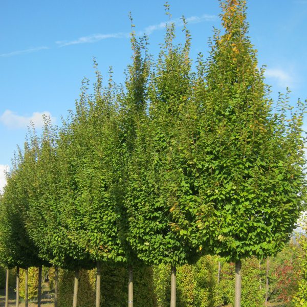 049g68 carpinus betulus frans 01.jpg