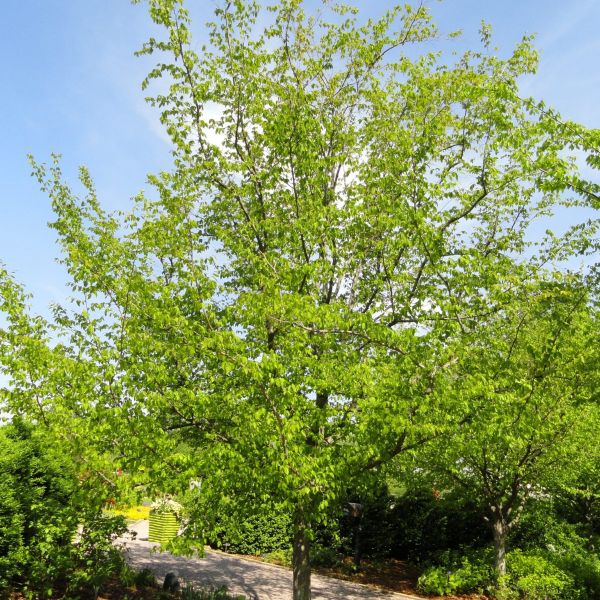 049g69 carpinus caroliana 01.png