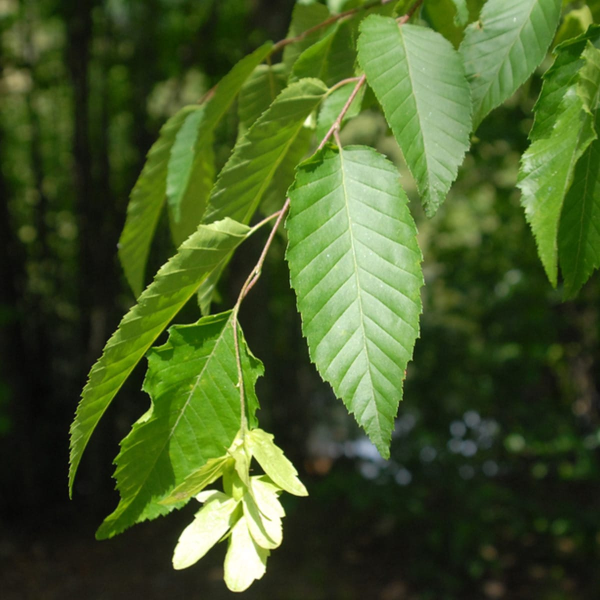 049g69 carpinus caroliana 02.png