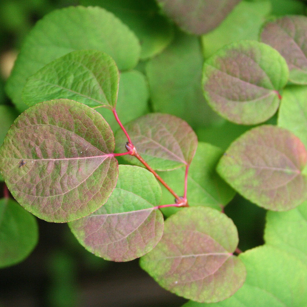 049g73 cercidiphyllum japonicum 02.png