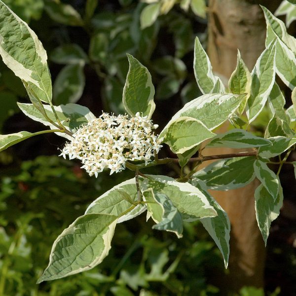 049g74 cornus alba elegantissima 01.jpg