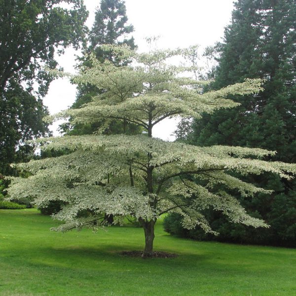 049g76 cornus alternifolia 01.jpg