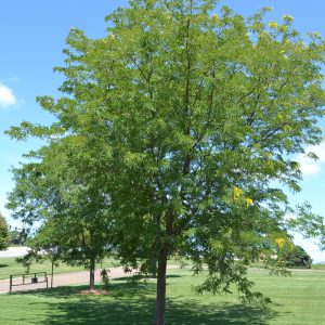 049g87 gleditsia tri 01.jpg