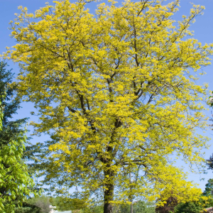 049g90 gleditsia tri.in . sunburts 01.png