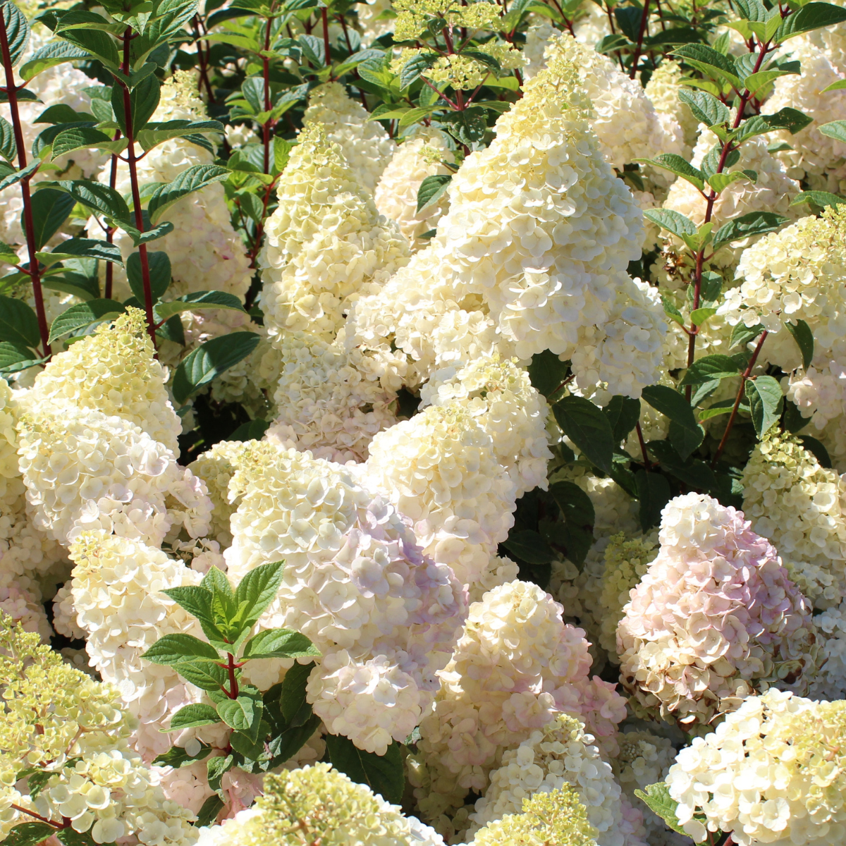 049g93 hydrangea paniculata bobo sur tige 01.png