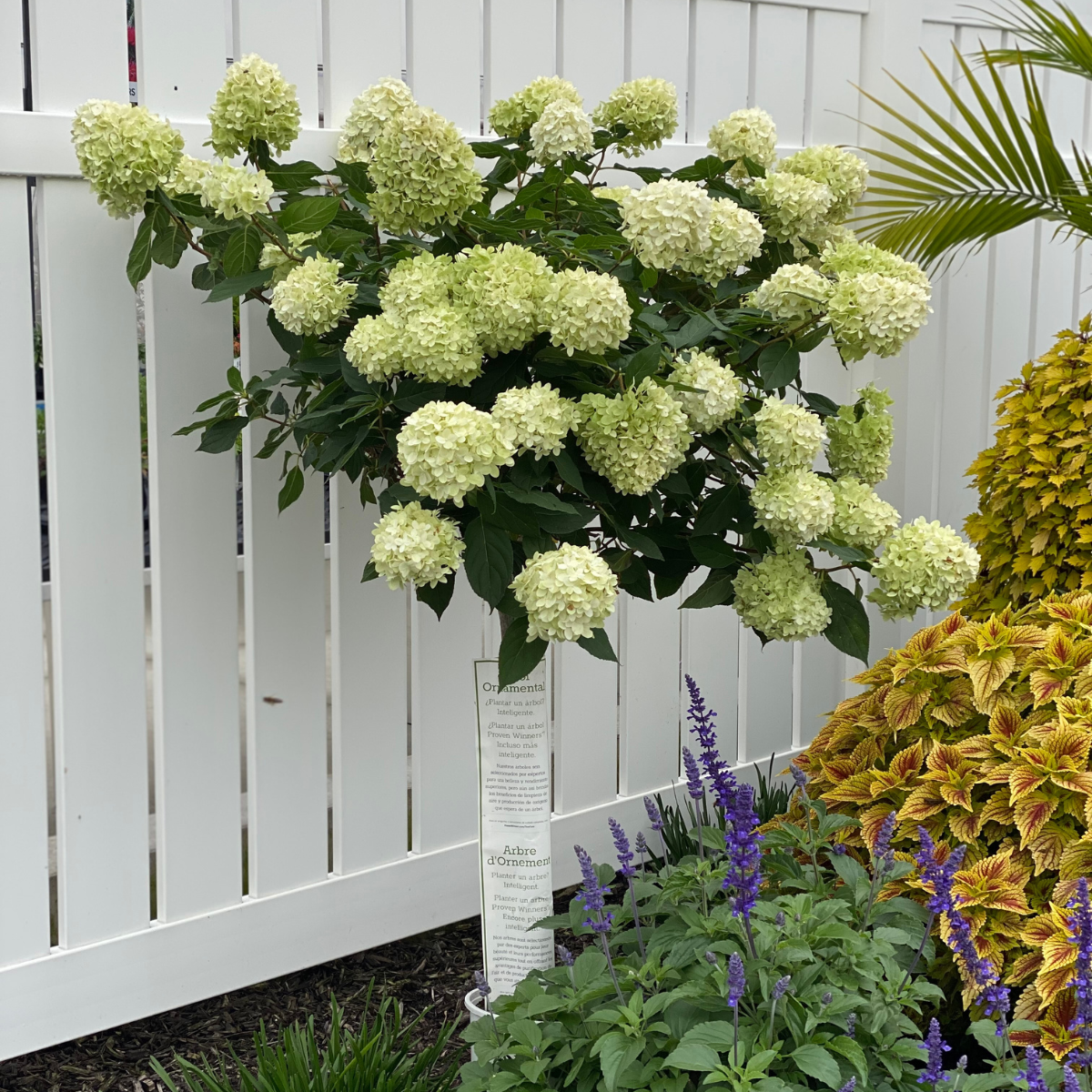 049g94 hydrangea paniculata limelight sur tige 01.png