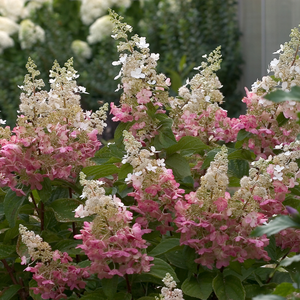 049g97 hydrangea paniculata pinky winky sur tige 01.png