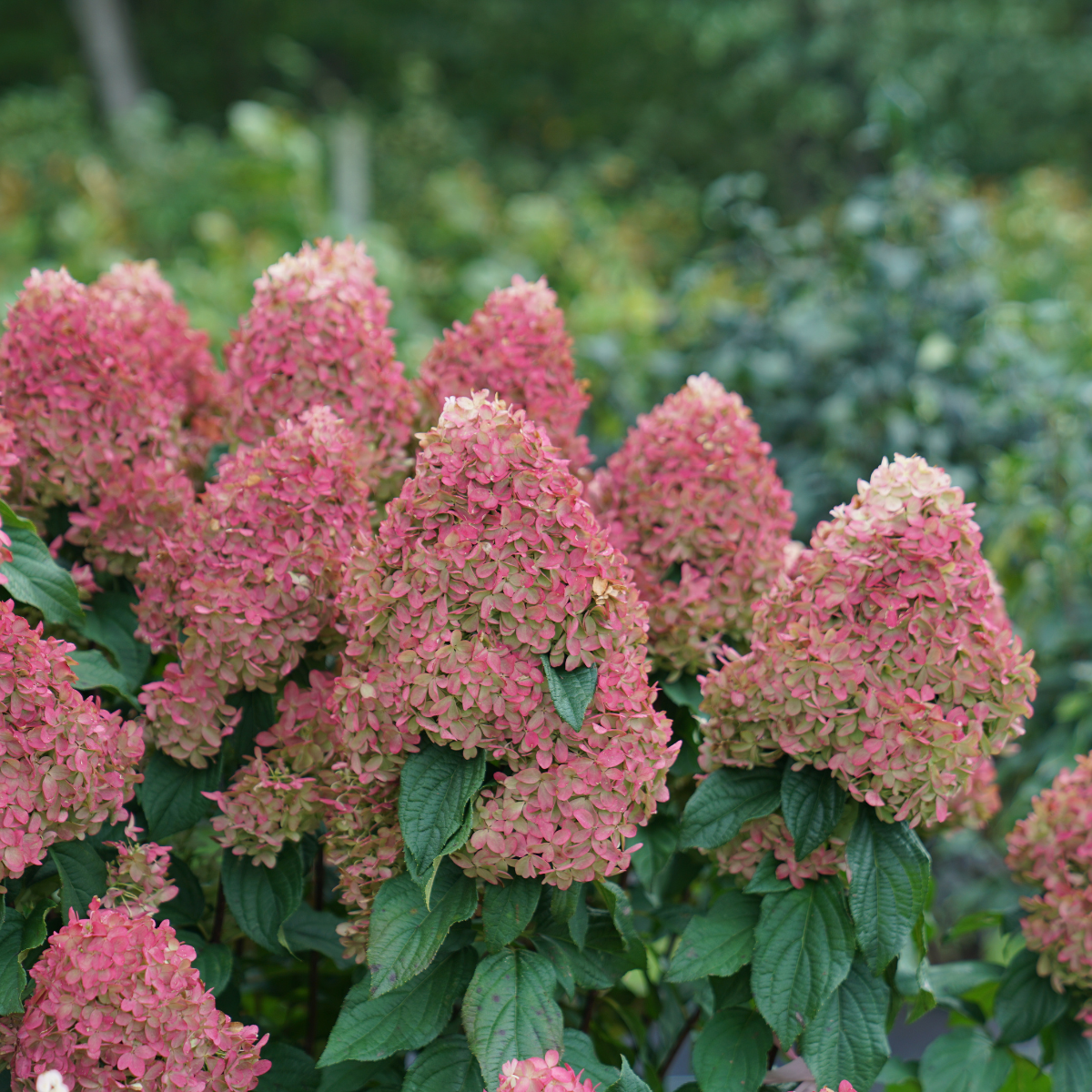 049g98 hydrangea paniculata quick fire sur tige 01.png