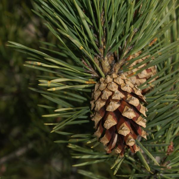 050g108 pinus nigra austriaca 03.png