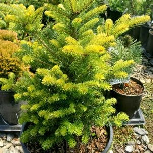 050g12 abies koreana 01.jpg