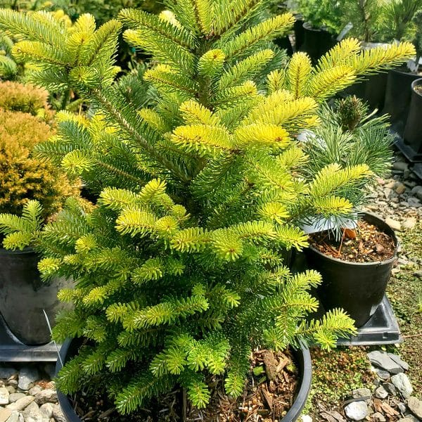 050g12 abies koreana 01.jpg