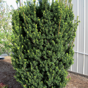050g122 taxus x media hicksii 01.png