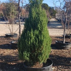 050g23 juniperus chinensis 01.jpg
