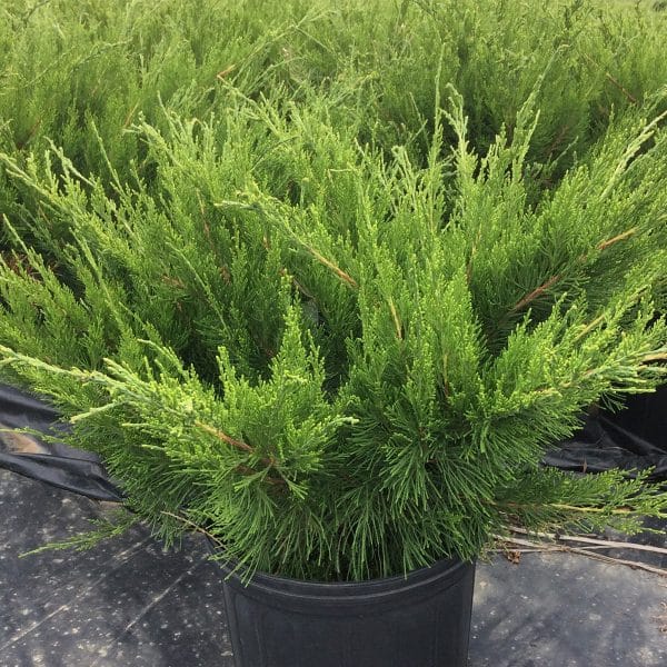 050g25 juniperus chinensis 01.jpg